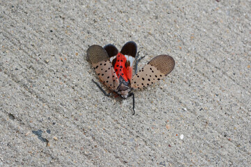 A dead Spotted Lanternfly (Lycorma delicatula) squished on the sidewalk in New York City, showing...