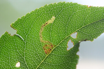 Leaf mine of Stigmella prunifoliella moth larva in black cherry (Prunus serotina), Leafminers are insect larvae that feed inside leaves, leaving tracks called leafmines.