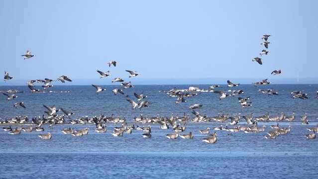 Flock of Barnacle Goose landing in the sea, Sweden
Slow motion shot from Sweden, 2022
