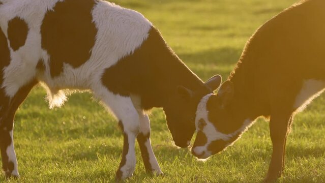 friendly Cattle Cow Farming Sunset / Sunrise
