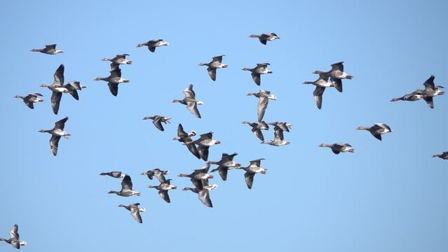 Greylag goose Flock flying in the sky, Sweden
Slow motion shot from Sweden, 2022
