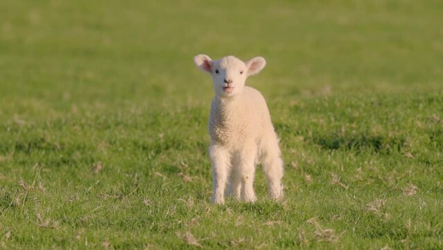 A cute baby lamb  