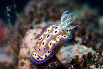 nunibranch