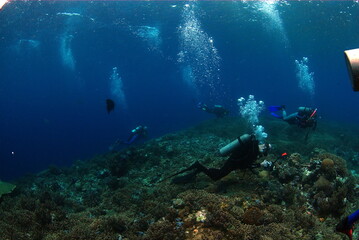 Obraz na płótnie Canvas scuba diver and reef