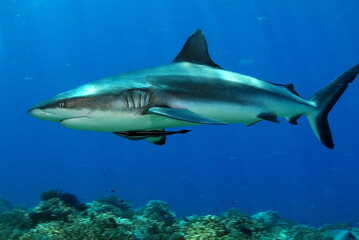 Fototapeta na wymiar The Shark in PNG 