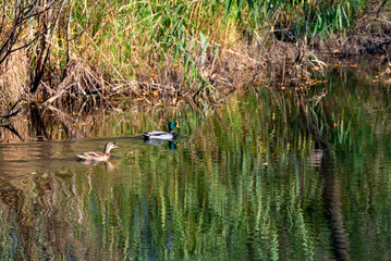 A Pair Of Mallards Swimming On The River In October