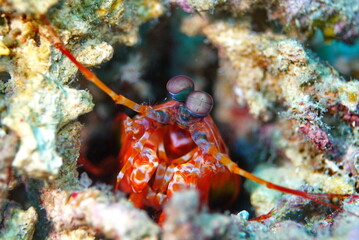 Mantis Shrimp