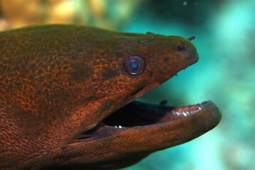 Moray eel