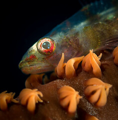 macro fish and coral