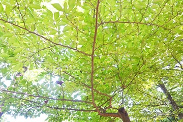 エゴの木の実