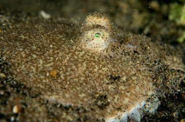 Juvenile Flounder eye
