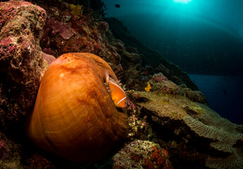 Clown fish on anemone 