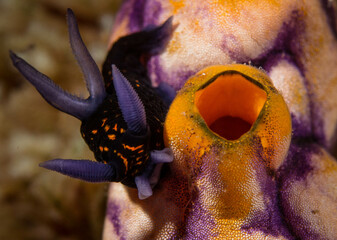 Macro, nudibranch and anemones 