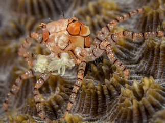 Decorator Crab