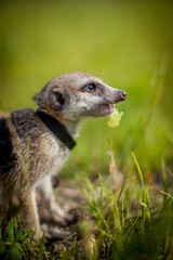 The meerkat or suricate, 1 years old walking outside