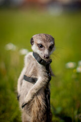 Obraz premium The meerkat or suricate, 1 years old walking outside