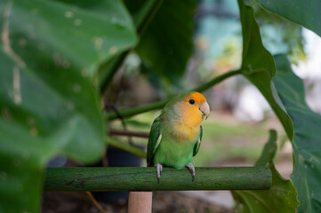 Lovebird, closeup parrot with blur background