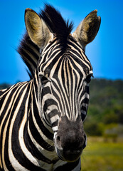 Fototapeta na wymiar Zebra Look :A zebra with a fixed gaze and a flowing mane.“ With the simple look, pure strength returns. “ Christian Bobin