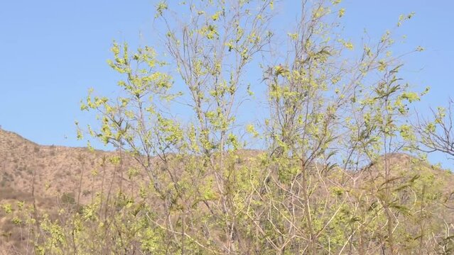 El viento sacude los arboles con las sierras chicas de fondo, provincia de Cordoba, Argentina. 