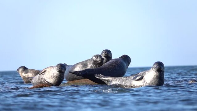 Harbour Seals on rock in the sea, slow

Sweden nature and Harbour Seals Wildlife, 2022
