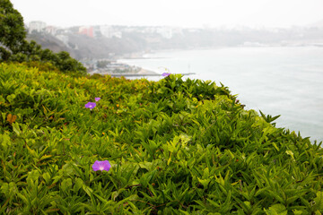 Purple flowering plants on the Malecon in Lima, on a typical gray winter day. 