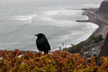Small black bird perched on the plants of the Malecon in Lima, and view of the ocean. 