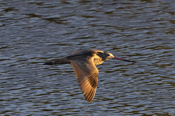 Long-billed Dowitcher flying in the warm sunset light, seen in a North California marsh