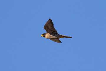 Close view of a  Peregrine Falcon flying, seen in the wild in North California