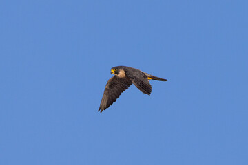 Close view of a  Peregrine Falcon flying, seen in the wild in North California