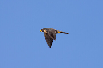 Close view of a  Peregrine Falcon flying, seen in the wild in North California