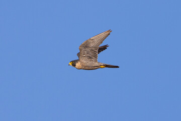 Close view of a  Peregrine Falcon flying, seen in the wild in North California