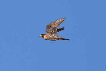 Close view of a  Peregrine Falcon flying, seen in the wild in North California