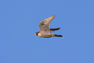 Close view of a  Peregrine Falcon flying, seen in the wild in North California