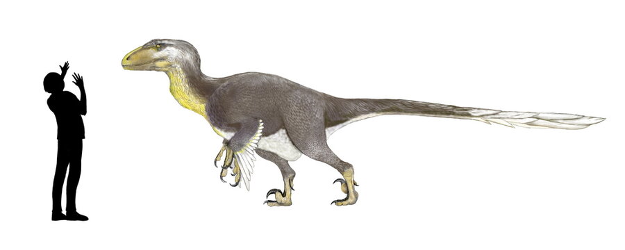 恐竜ダコタラプトルのオリジナル想像画　後期白亜紀の北アメリカに棲息していた大型のドロマエオサウルス類の恐竜である。系統解析からドロマエオサウルス科では派生的な位置づけとなっている。ドロマエオサウルスの中で例外的に巨大化したものとしてアキロバトルやユタラプトルが知られているが、、この恐竜も大きさでは匹敵するものがある。