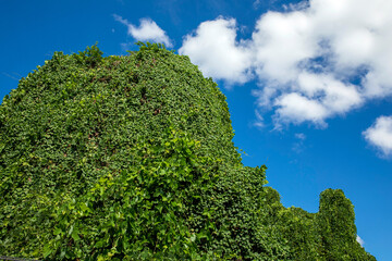 繁殖力旺盛なマメ科植物のクズ