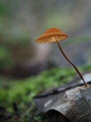 Marasmius siccus, or orange pinwheel, is a small citrus mushroom of the genus Marasmius, with a 