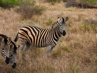 Fototapeta na wymiar Zebra herd in the savanna. South Africa