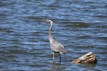 Great Blue Heron fishing in a lake