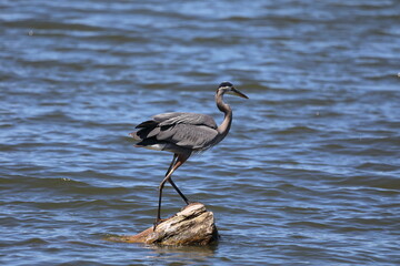 Great Blue Heron fishing in a lake