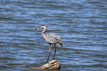 Great Blue Heron fishing in a lake