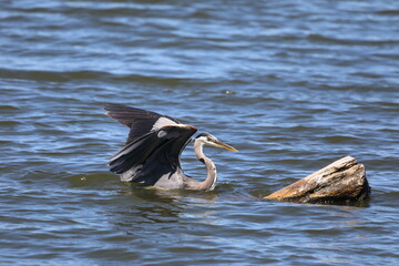 Great Blue Heron fishing in a lake