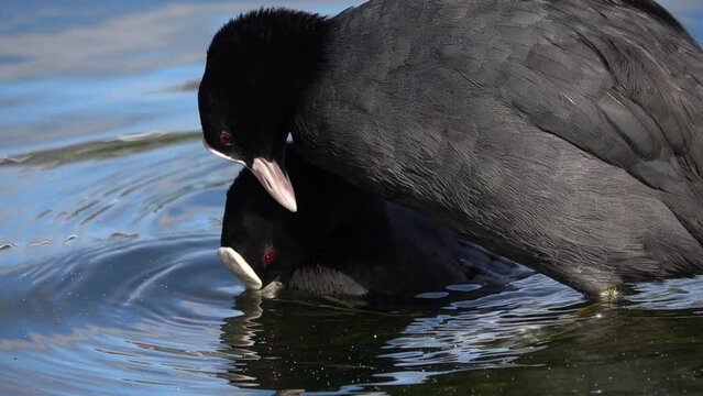 Eurasian Coot Fighting in water
Beautiful slow motion shot of Eurasian Coot, 2022
