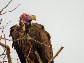 The lappet-faced vulture or Nubian vulture (Torgos tracheliotos) perched on a tree. South African safari