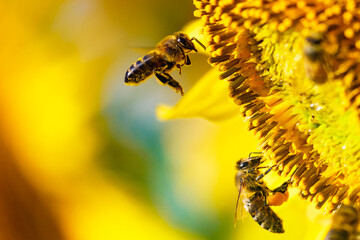 Honey bee collecting pollen at yellow flower. close up