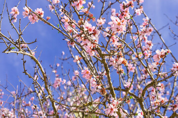 Blooming tree against blue sky