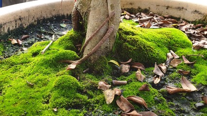 Moss on Tree