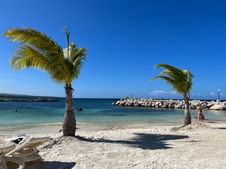 beach with palm trees