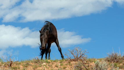 Young black wild horse mare under blue sky in the high desert of the western United States