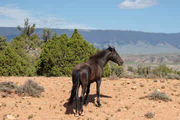 Black wild horse mare under blue sky in the high desert of the western United States