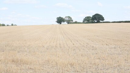Fototapeta na wymiar Wheat field in the summer